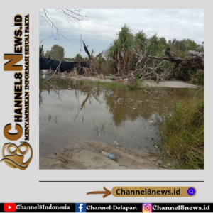 Puluhan Ponton Isap Gasak Hutan Lindung Pantai Desa Bedukang