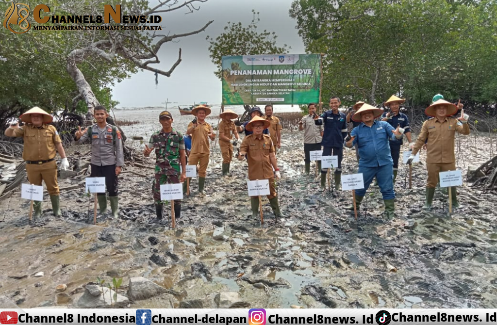 Pemkab Basel Bersama PT Timah TBK Tanam Mangrove