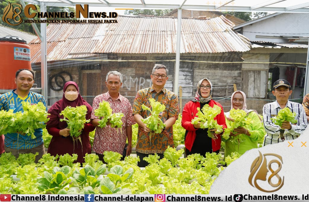 Pj Wali Kota Pangkalpinang, Usaha Untuk Mencegah Inflasi Stunting,Kelompok Wanita Tani Kemuning Panen Sayuran