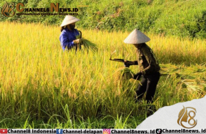 Safrizal Sebut Minimnya Minat Warga Babel Bertanam Padi