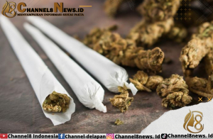 Kurun Waktu 2 Bulan, DJBC Amankan 170 Kg Ganja dari Aceh
