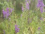 padang-bunga-lavender-khas-ntt-3_43