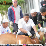 Idul Adha 1445, Pemprov Babel Kurban 17 Ekor Sapi