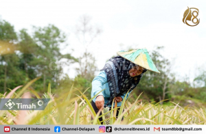 Kolaborasi dengan PT Timah Inilah Sosok Inspiratif Zulyanti Dibalik Suksesnya Kelompok Tani Aek Jelutung