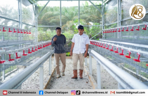 PT Timah Serahkan Bantuan Usaha Budidaya Ayam Petelur di Bangka Barat