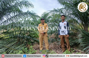 PT Timah Gandeng Pemerintah Desa Air Limau Sulap Lahan Bekas Tambang Jadi Kawasan Perkebunan