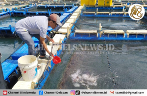 PT Timah dan Pokdakan Tuah Bersatu Tingkatkan Ekonomi Masyarakat dengan Budidaya Perikanan