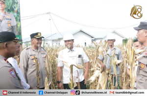 Polres Bangka Tengah Panen Jagung Bersama di Desa Belilik, Dukung Ketahanan Pangan Daerah