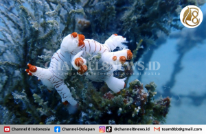 Lestarikan Lingkungan Laut PT Timah Konsisten Tenggelamkan Artificial Reef