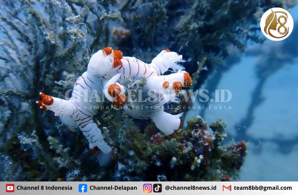 Lestarikan Lingkungan Laut PT Timah Konsisten Tenggelamkan Artificial Reef
