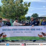 Salurkan Hewan Kurban di Bangka Barat, Warga Sebut PT Timah Tidak Pernah Absen Memberikan Hewan Kurban
