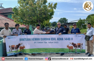 Salurkan Hewan Kurban di Bangka Barat, Warga Sebut PT Timah Tidak Pernah Absen Memberikan Hewan Kurban