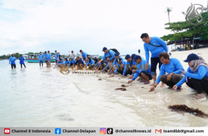 Dukung Pariwisata dan Ekosistem Laut, PT Timah Tbk Bersama AAI Sumbagsel Lepasliar Tukik Sisik di Pulau Kelayang