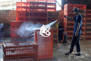 PT Timah Tbk Serahkan Mesin Steam untuk Usaha Ayam Potong di Pangkalpinang