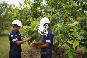 Satu Dekade PT Timah Tbk Tanam 1,4 Juta Pohon di Provinsi Babel Bukti Perusahaan Lestarikan Lingkungan Berkelanjutan