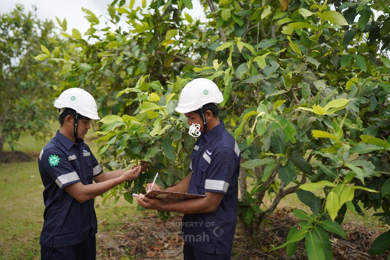 Satu Dekade PT Timah Tbk Tanam 1,4 Juta Pohon di Provinsi Babel Bukti Perusahaan Lestarikan Lingkungan Berkelanjutan