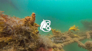 Dukung Ekosistem Laut dan Pariwisata Bahari PT Timah Tbk Lepas 45 Unit Coral Garden di Tahun 2025