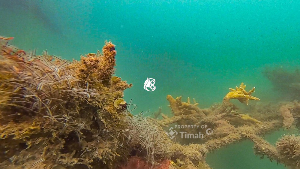 Dukung Ekosistem Laut dan Pariwisata Bahari PT Timah Tbk Lepas 45 Unit Coral Garden di Tahun 2025