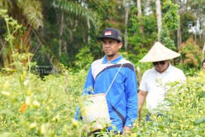 PT Timah Optimalkan Potensi Pertanian Lokal Wujudkan Ketahanan Pangan