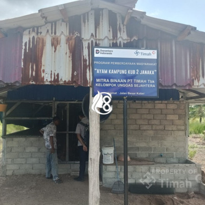 Dukung Ekonomi Lokal: PT Timah Kembangkan Peternakan Ayam Kampung di Kabupaten Karimun