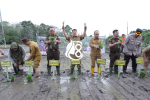 Gerakan Tanam Padi di Bangka Belitung, Gubernur Hidayat Dorong Penguatan Ketahanan Pangan Nasional