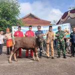 PT Timah Salurkan 39 Sapi Kurban untuk Warga Bangka Barat pada Idul Adha 1447 H