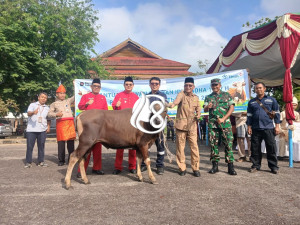 PT Timah Salurkan 39 Sapi Kurban untuk Warga Bangka Barat pada Idul Adha 1447 H