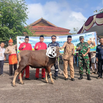 PT Timah Salurkan 39 Sapi Kurban untuk Warga Bangka Barat pada Idul Adha 1447 H