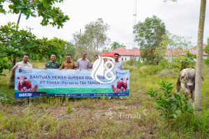 PT Timah Salurkan 268 Hewan Kurban di Wilayah Operasional, Bangka Selatan Terima 31 Ekor Sapi