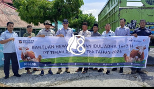 PT Timah Distribusikan 39 Hewan Kurban untuk Masyarakat Bangka Barat