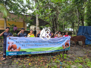 PT Timah Salurkan 46 Sapi Kurban untuk Masyarakat Belitung dan Belitung Timur