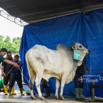 PT Timah Distribusikan 1.236 Paket Daging Kurban bagi Warga Pangkalpinang