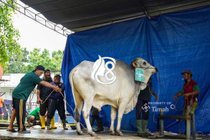PT Timah Distribusikan 1.236 Paket Daging Kurban bagi Warga Pangkalpinang
