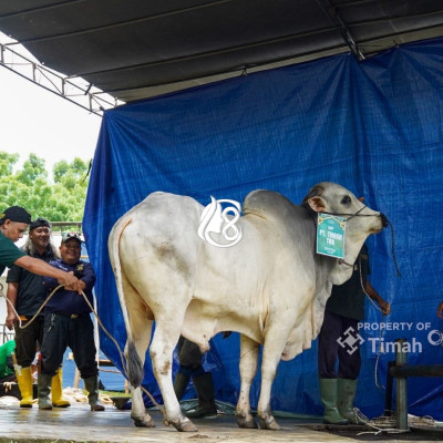 PT Timah Distribusikan 1.236 Paket Daging Kurban bagi Warga Pangkalpinang