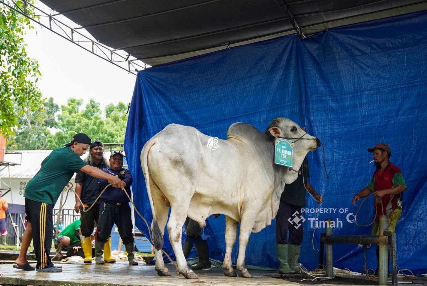 PT Timah Distribusikan 1.236 Paket Daging Kurban bagi Warga Pangkalpinang