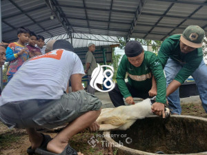 PT Timah Salurkan Daging Kurban untuk Masyarakat di Bangka Barat