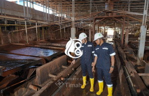 Laba PT Timah Tembus Rp1,31 Triliun pada 2025, Kinerja Ditopang Harga Timah Global