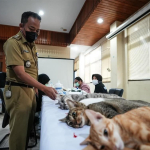 Cegah Overpopulasi, Ratusan Kucing Jantan Lokal Disterilisasi di Palmerah