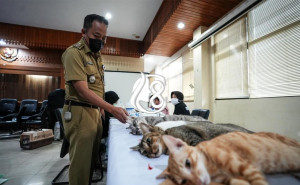 Cegah Overpopulasi, Ratusan Kucing Jantan Lokal Disterilisasi di Palmerah