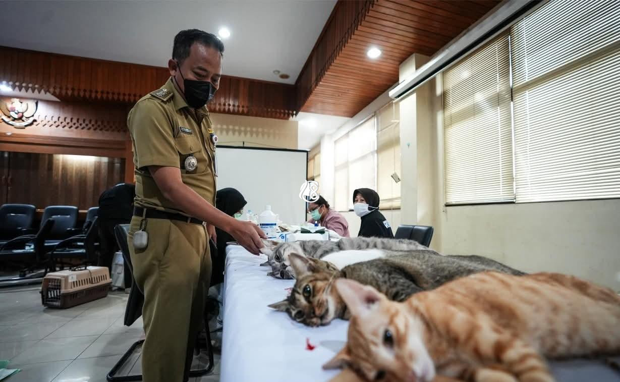 Cegah Overpopulasi, Ratusan Kucing Jantan Lokal Disterilisasi di Palmerah