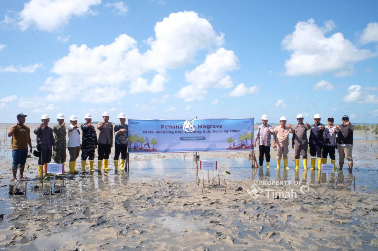 PT Timah dan Masyarakat Beltim Bergerak Jaga Alam Lewat Penanaman Mangrove di Pantai Mudong