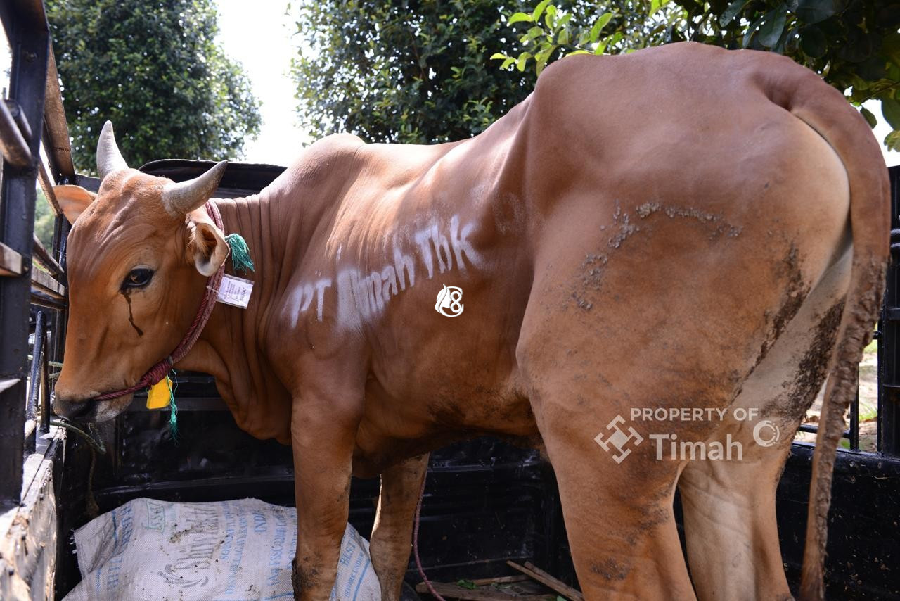 Jelang Idul Adha 2026, PT Timah Salurkan 268 Sapi Kurban di Empat Provinsi