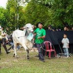 PT Timah Salurkan 281 Hewan Kurban pada Iduladha 2026, Kepala Daerah Beri Apresiasi