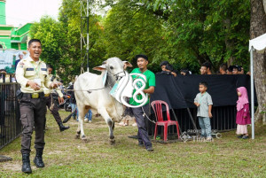 PT Timah Salurkan 281 Hewan Kurban pada Iduladha 2026, Kepala Daerah Beri Apresiasi