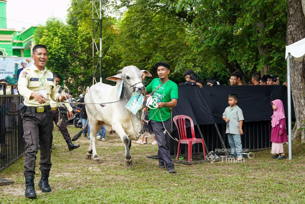 PT Timah Salurkan 281 Hewan Kurban pada Iduladha 2026, Kepala Daerah Beri Apresiasi