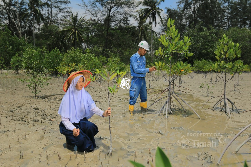 Dukung Target Net Zero Emissions 2060, Tahun 2025 PT Timah Tanam Puluhan Ribu Mangrove 