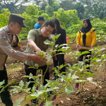 Perkuat Ketahanan Pangan Perkotaan Polisi dan Warga Duri Kosambi Panen Sayuran Bersama