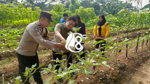 Perkuat Ketahanan Pangan Perkotaan Polisi dan Warga Duri Kosambi Panen Sayuran Bersama