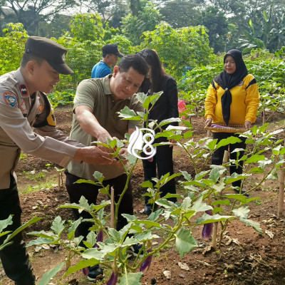 Perkuat Ketahanan Pangan Perkotaan Polisi dan Warga Duri Kosambi Panen Sayuran Bersama