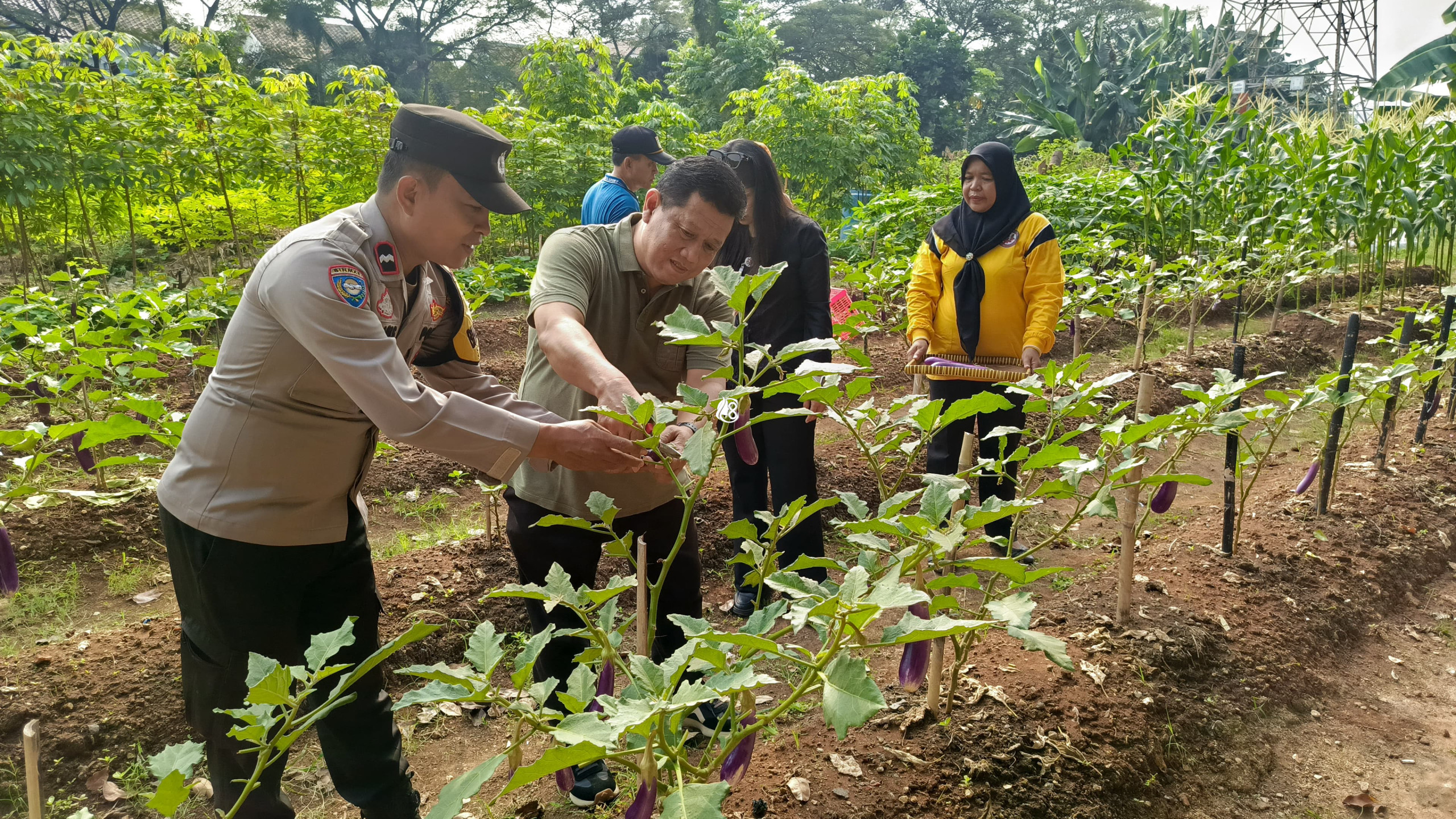 Perkuat Ketahanan Pangan Perkotaan Polisi dan Warga Duri Kosambi Panen Sayuran Bersama